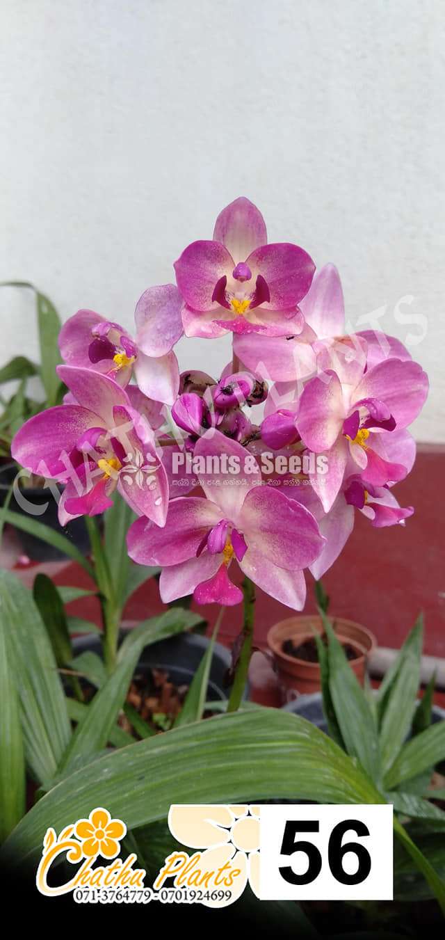 Ground Orchids (ග්‍රවුන්ඩ් ඕකිඩ් )