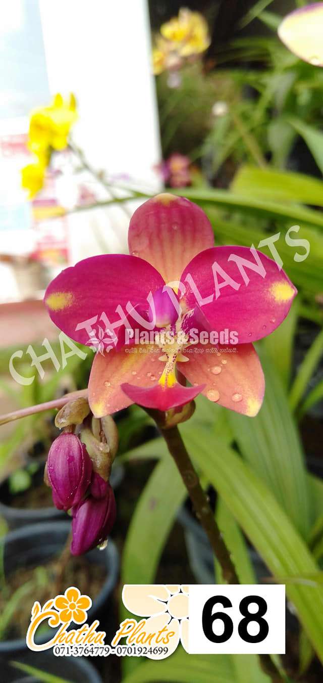Ground Orchids (ග්‍රවුන්ඩ් ඕකිඩ් )