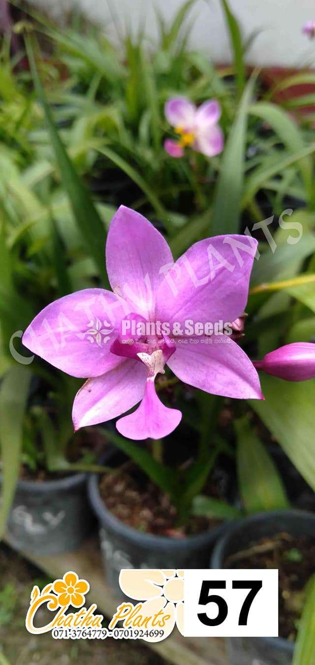 Ground Orchids (ග්‍රවුන්ඩ් ඕකිඩ් )