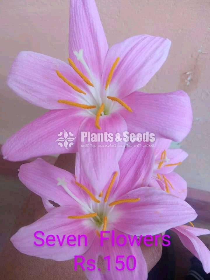 Rain lilly (රෙන් ලිලි )