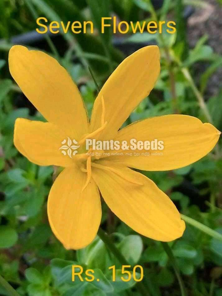 Rain lilly (රෙන් ලිලි )