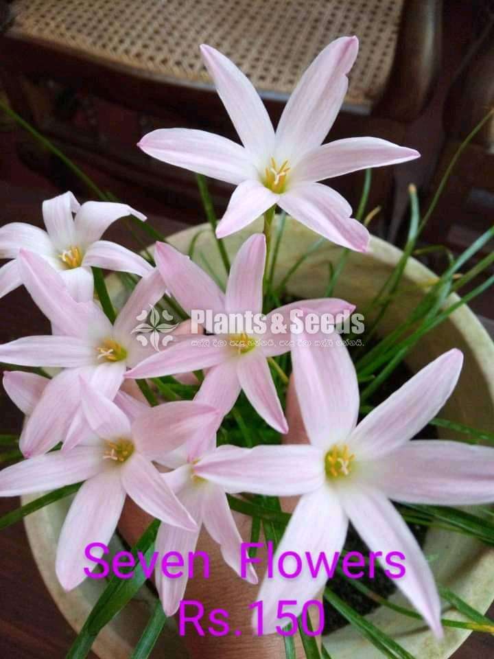 Rain lilly (රෙන් ලිලි )