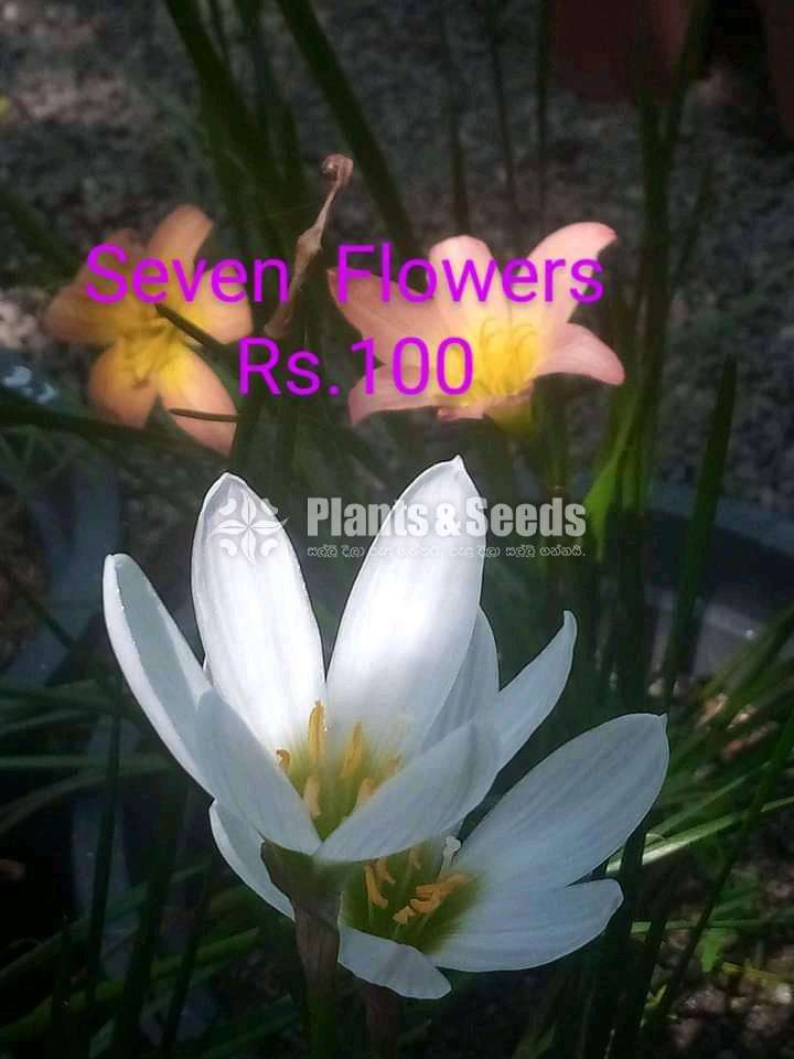 Rain lilly (රෙන් ලිලි )
