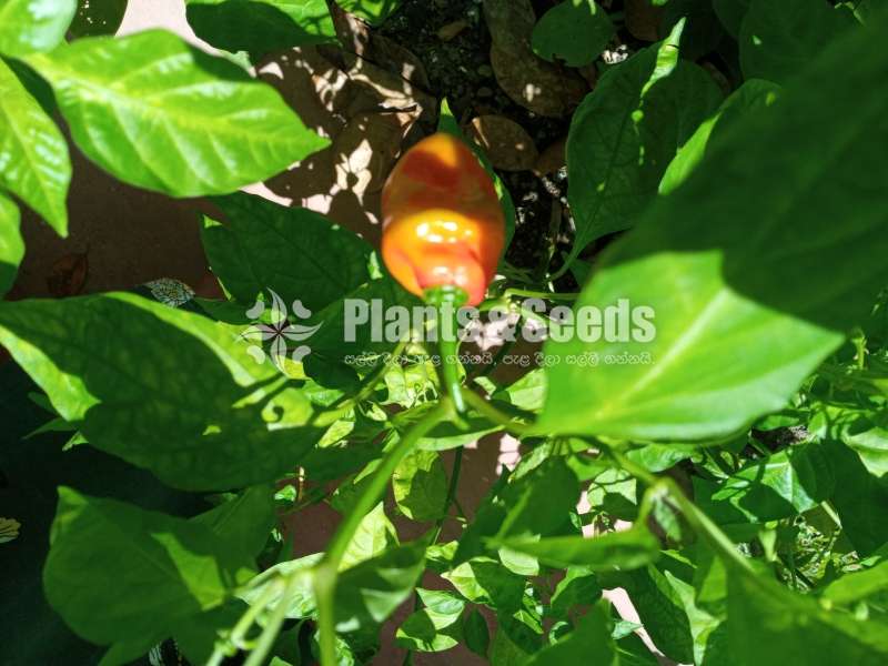 Scotch  bonnet  chilies  Dark green