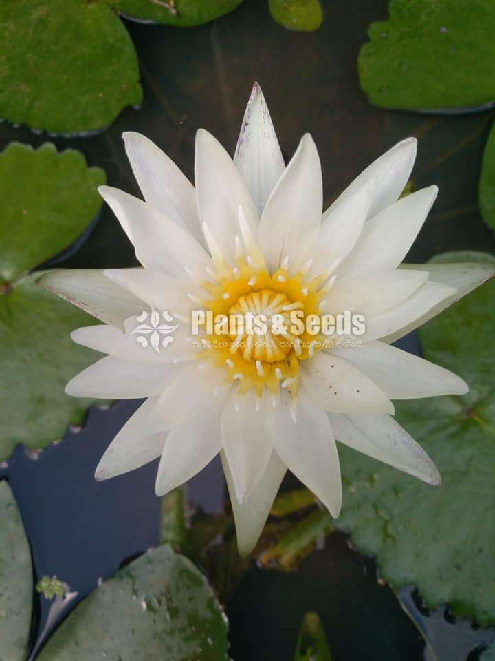 Ampla  Waterplant (අම්ප්ලා)