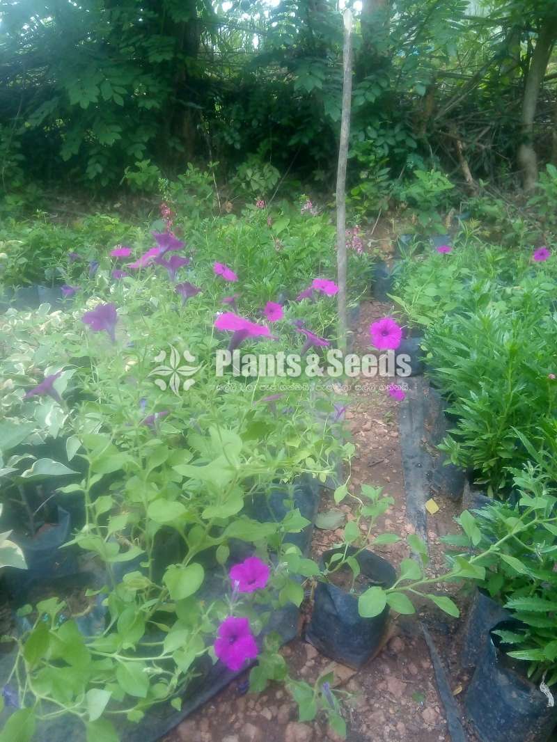 Petunia (පිටෝනියා පැල)