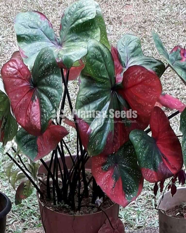 Caladium Collection