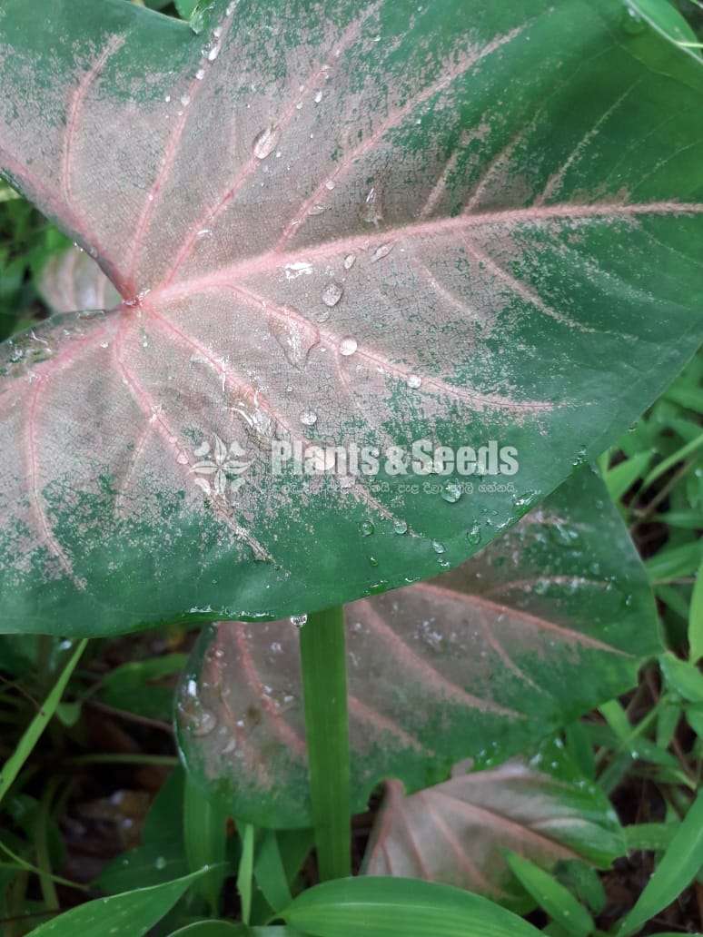 Caladium Collection