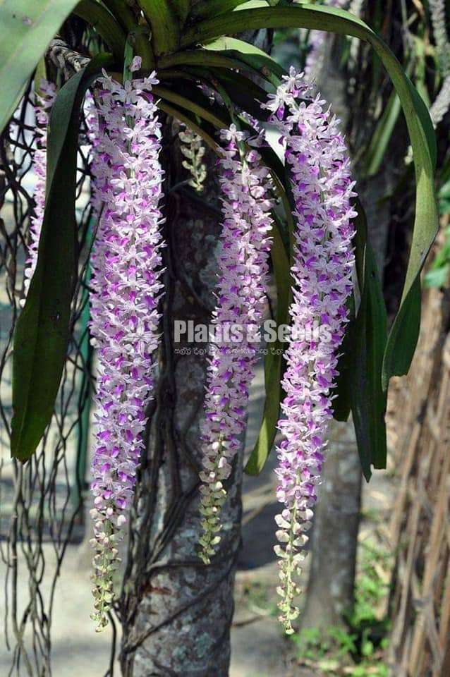 Gruluraja