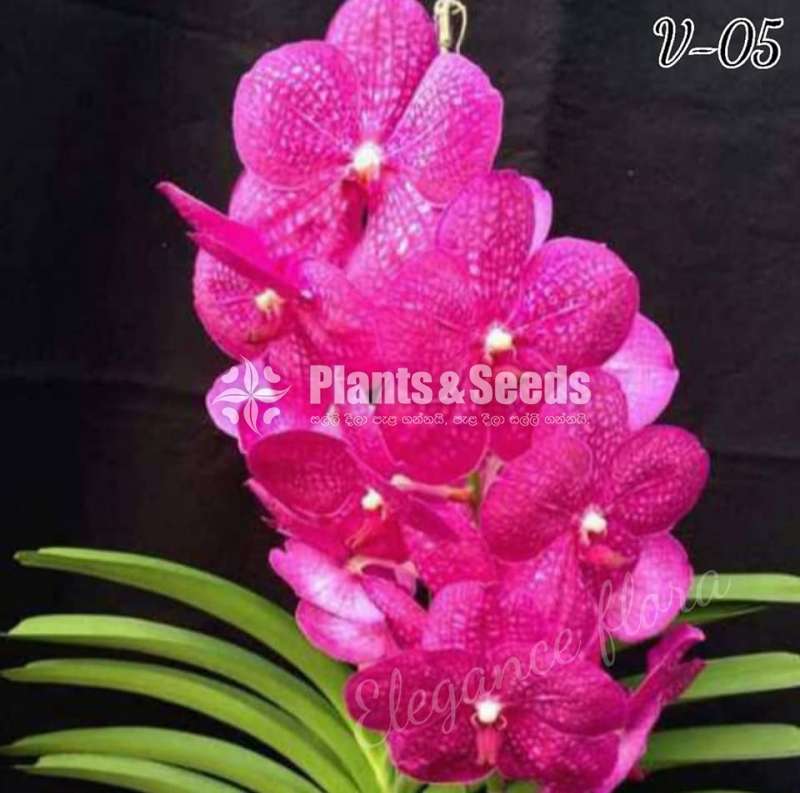 Dendrobium Orchids