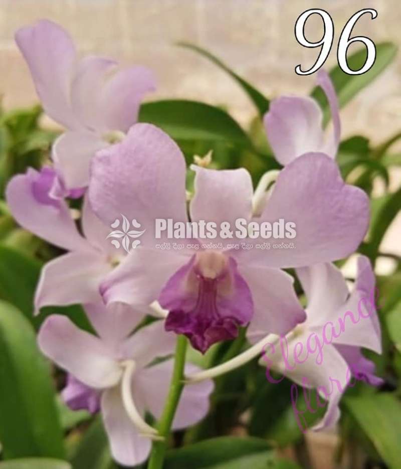 Dendrobium Orchids