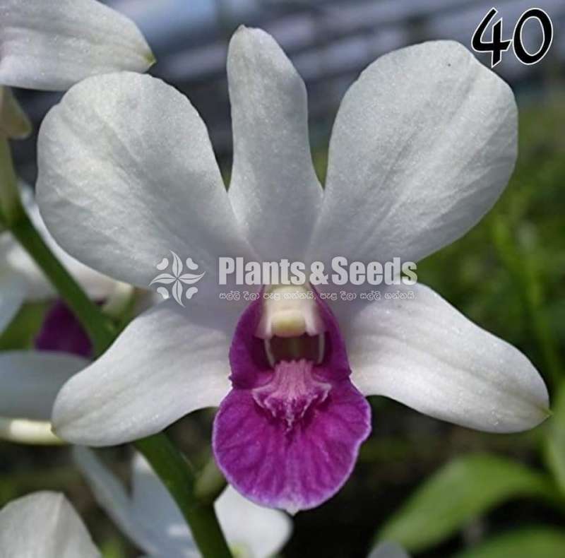 Dendrobium Orchids