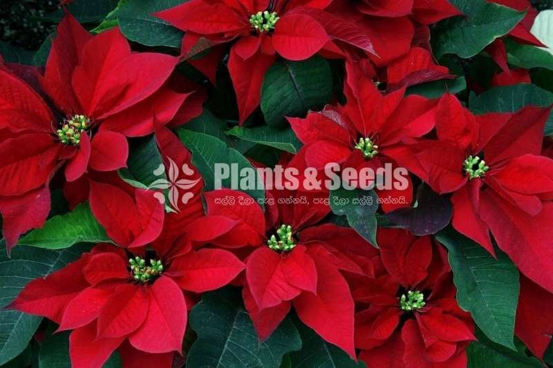 Poinsettia plants  (පොන්සිටියා)