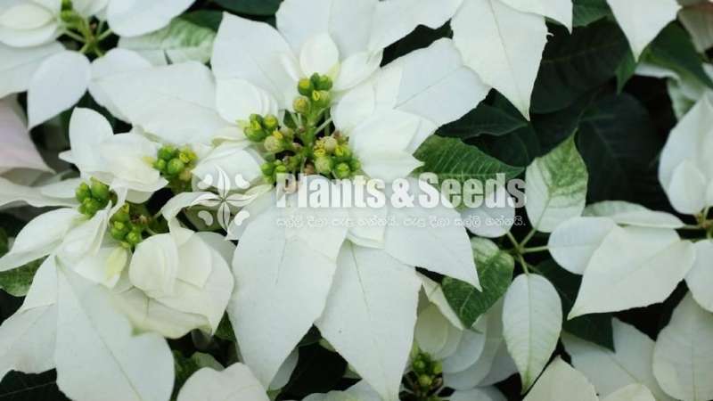 Poinsettia plants  (පොන්සිටියා)