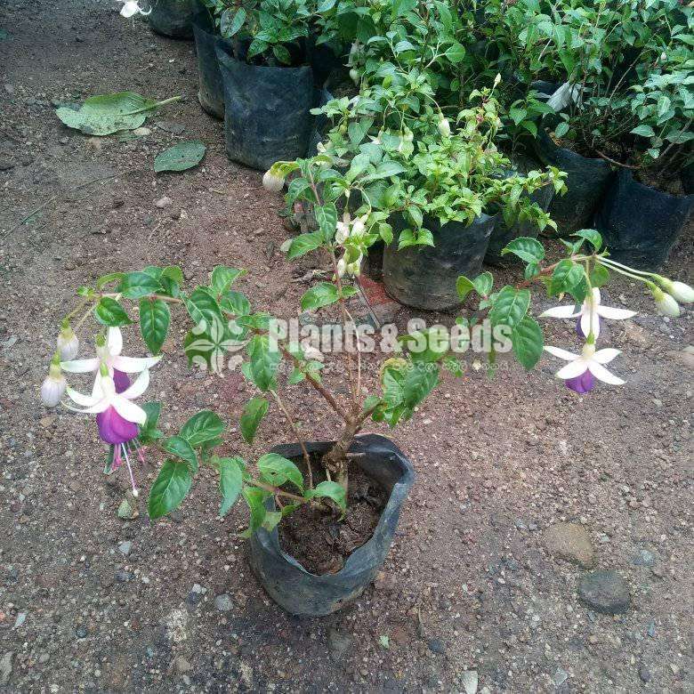 Fuchsia ( ෆියුසියා )