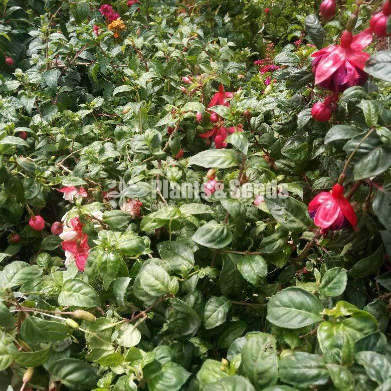 Fuchsia ( ෆියුසියා )