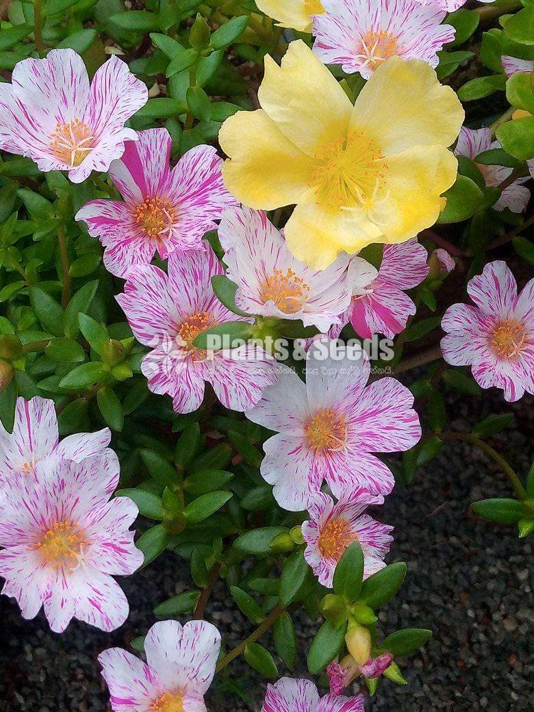 Japan Rosa (ජපන් රෝස )