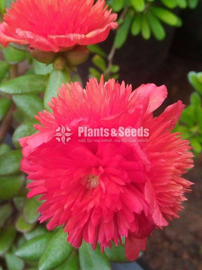 Japan Rosa (ජපන් රෝස )