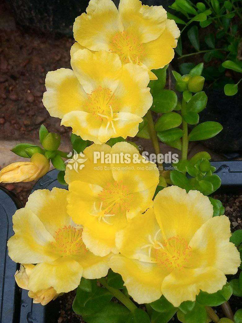 Japan Rosa (ජපන් රෝස )