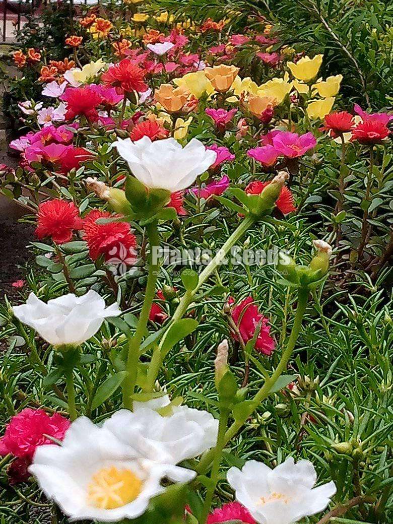 Japan Rosa (ජපන් රෝස )