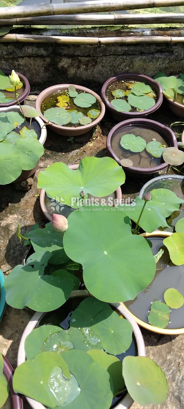 Siyapath water plants