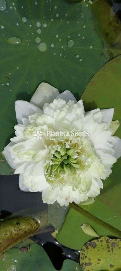 White piyoni water plants