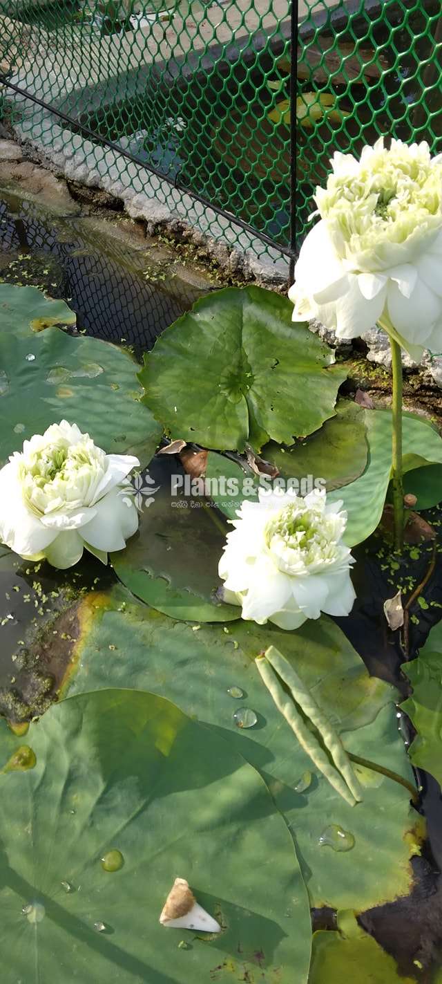 White piyoni water plants