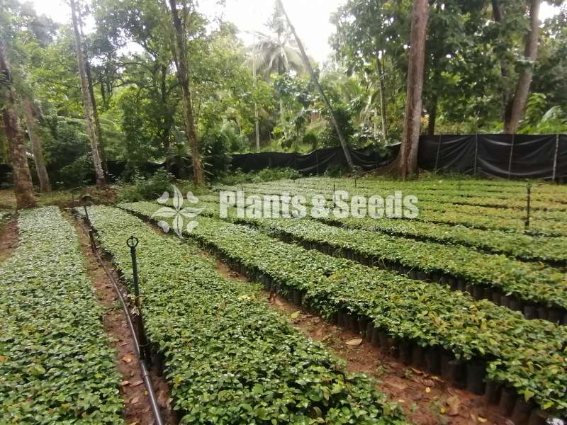 වික්‍රමආරච්චි පැල තවාන