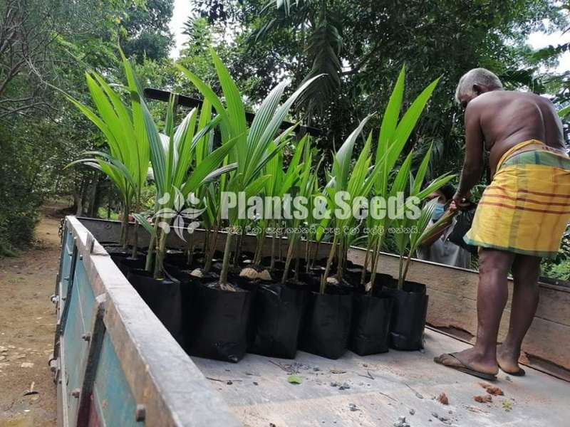 වික්‍රමආරච්චි පැල තවාන