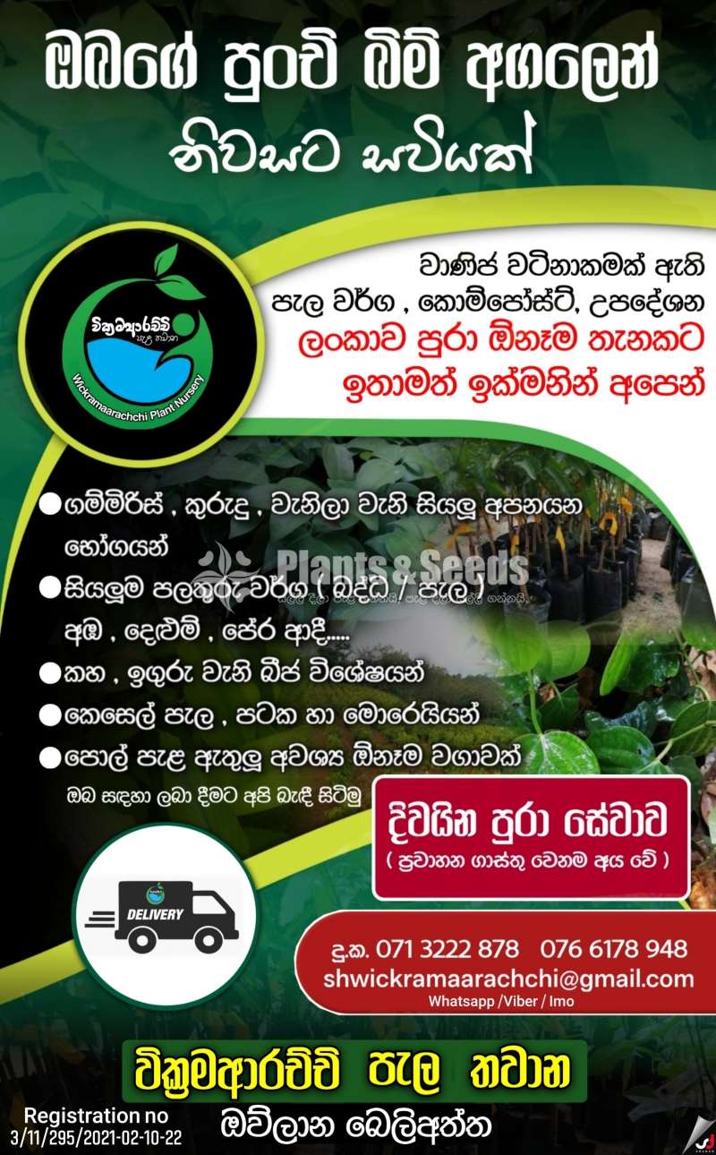වික්‍රමආරච්චි පැල තවාන