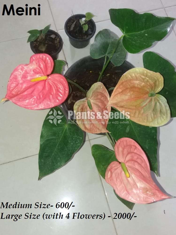 Ladyjain & Bangkok Anthurium for sale..??