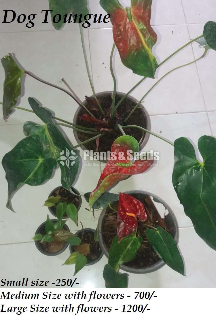 Ladyjain & Bangkok Anthurium for sale..??