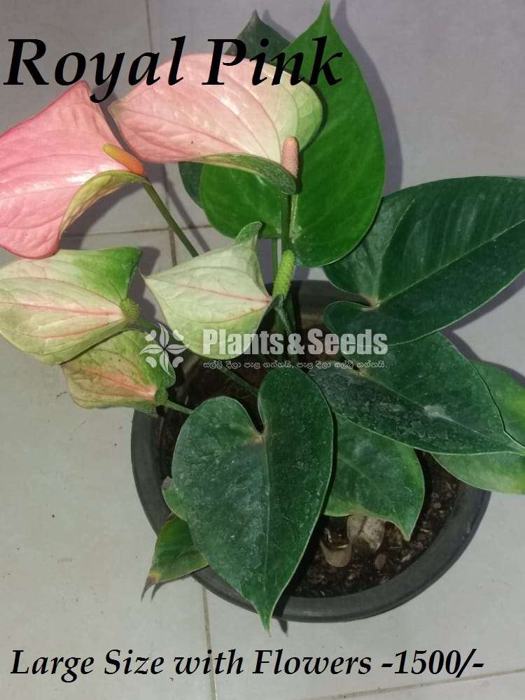 Ladyjain & Bangkok Anthurium for sale..??