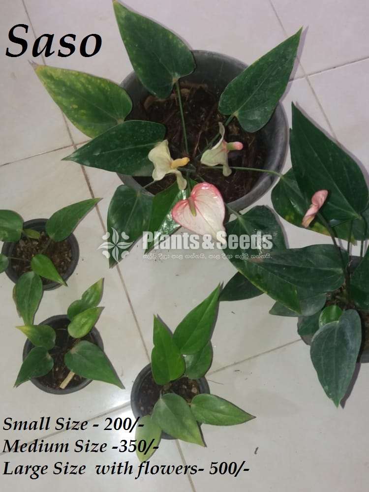 Ladyjain & Bangkok Anthurium for sale..??