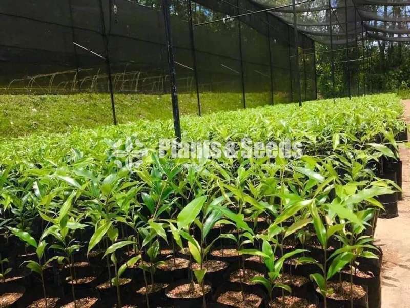 Agarwood Plants (අගාවුඩ් පැල)