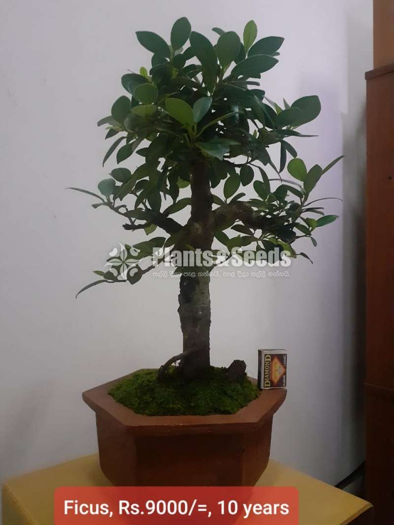 Ficus Bonsai