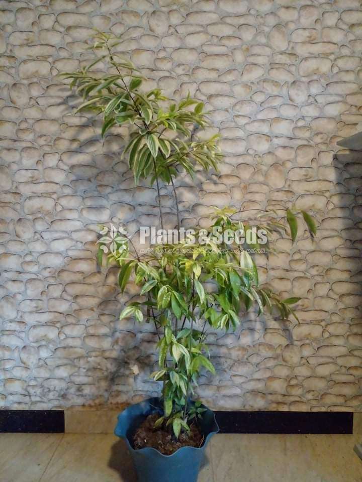 Indoor Plants