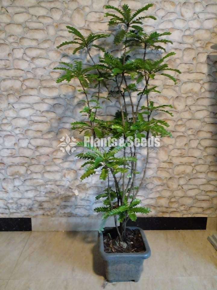 Indoor Plants
