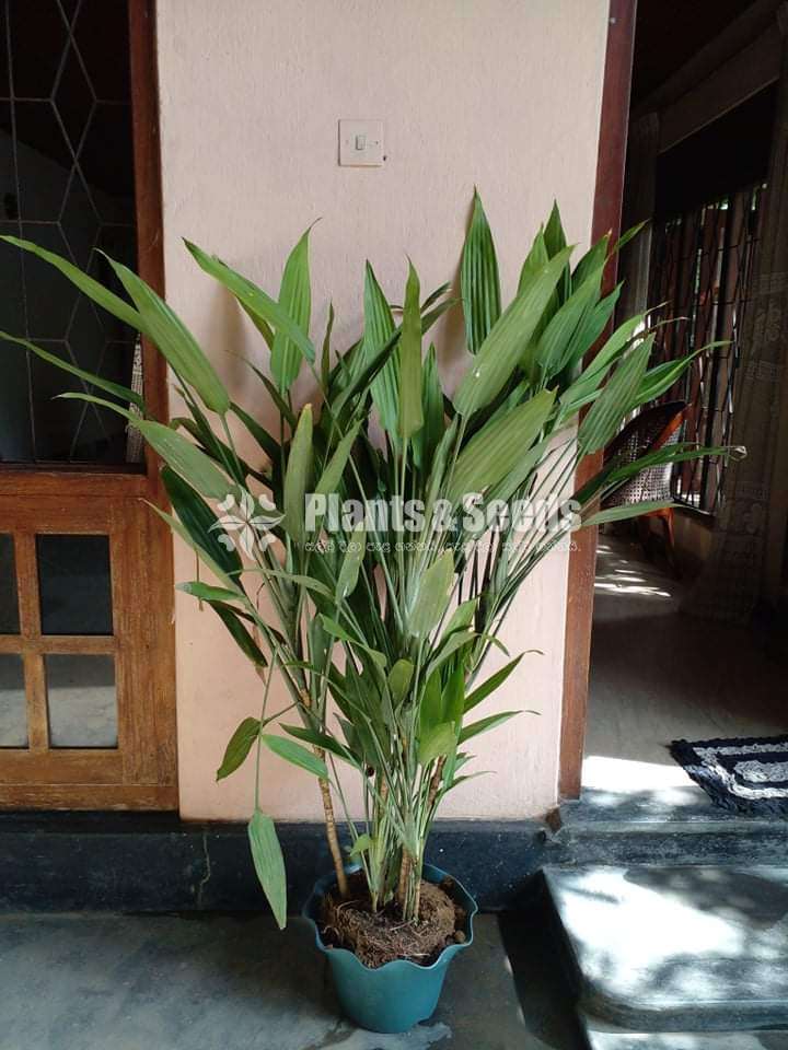 Indoor Plants