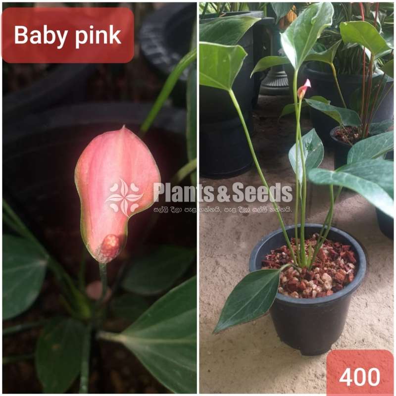 Anthurium with flowers