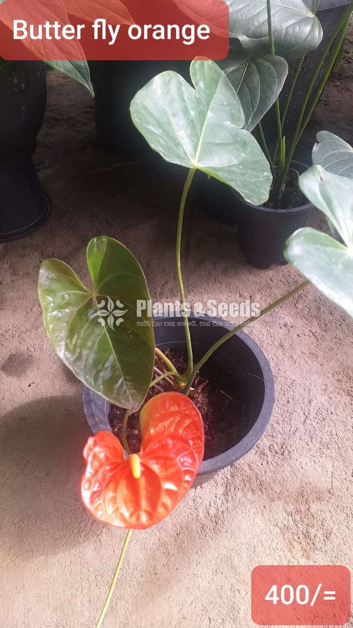 Anthurium with flowers