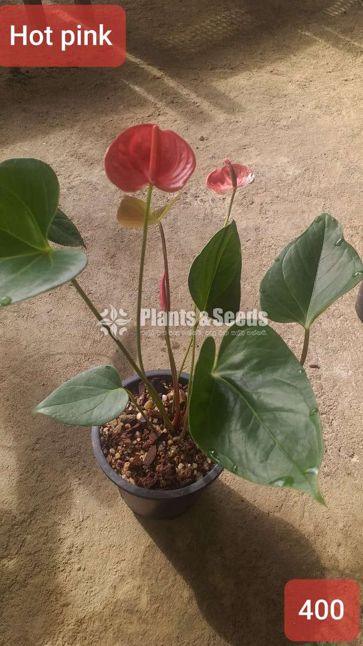Anthurium with flowers