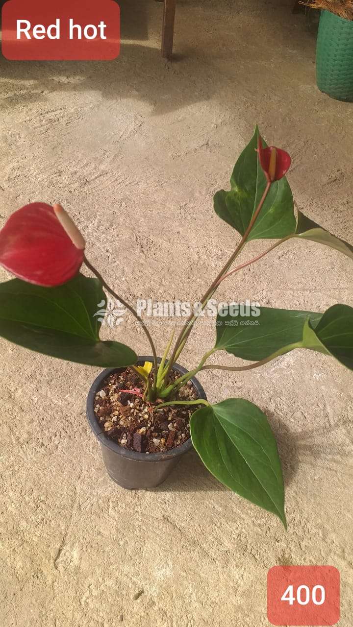 Anthurium with flowers