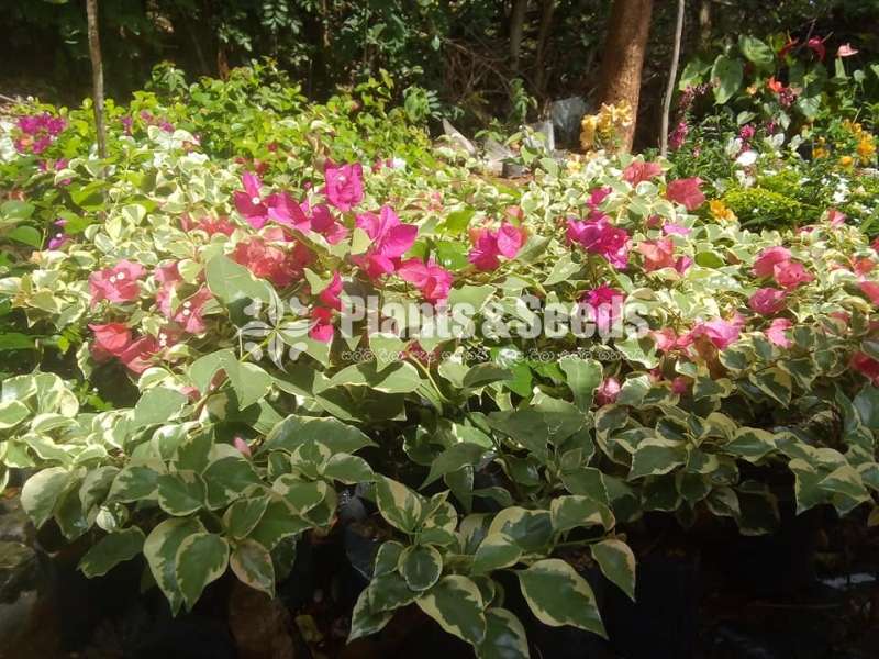 Boganvila (බෝගන්විලා පැල)