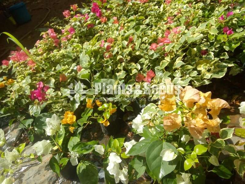 Boganvila (බෝගන්විලා පැල)