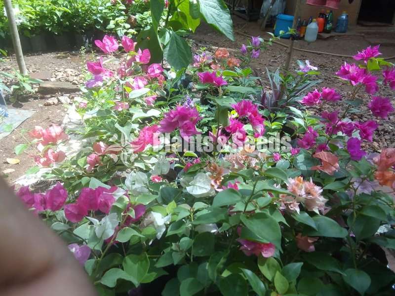 Boganvila (බෝගන්විලා පැල)