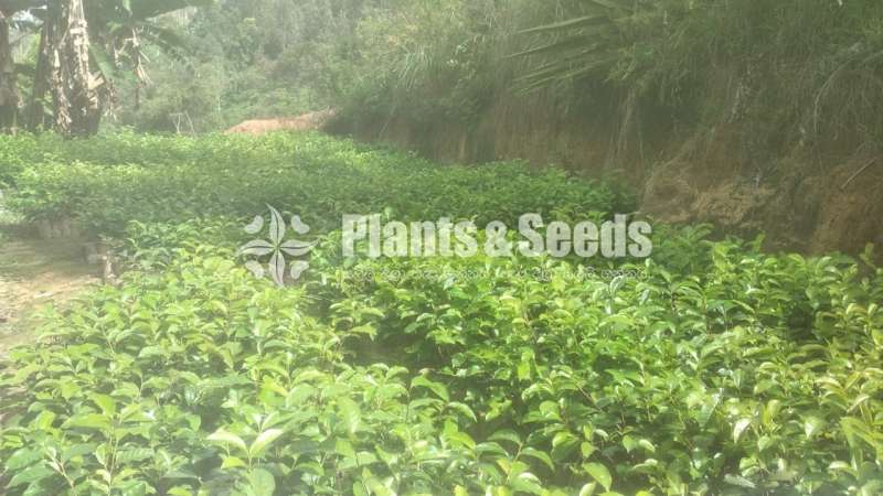 Tea Plants (20/26)