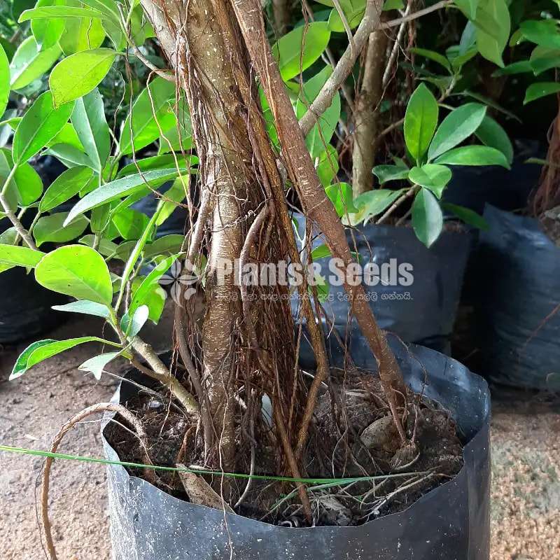 Plants for Bonsai
