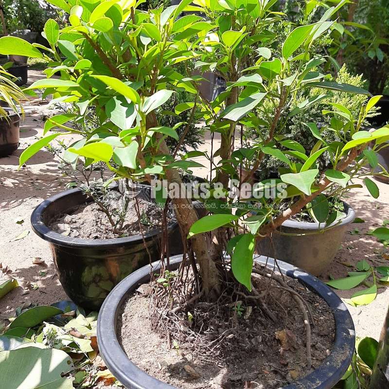 Plants for Bonsai
