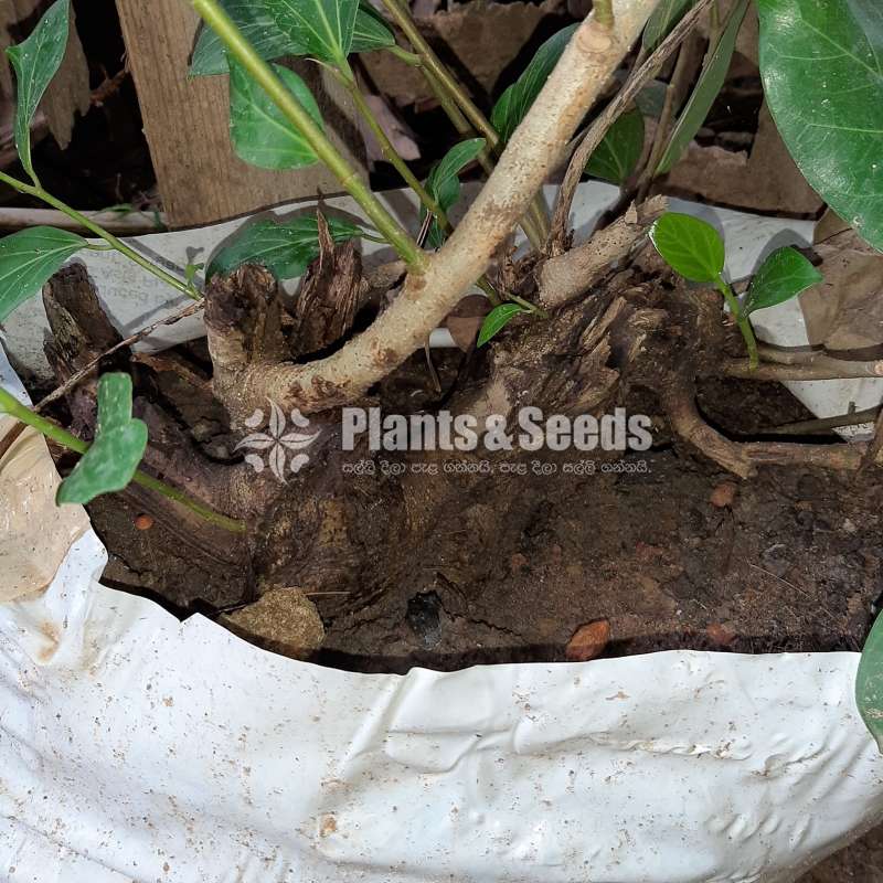 Plants for Bonsai